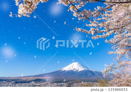 【桜吹雪素材】新倉山浅間公園から見る富士山と桜・桜吹雪【山梨県】 135966055