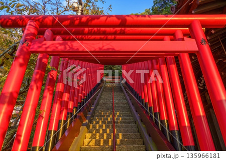 神社に続く鮮やかな朱色の千本鳥居と石段の風景 神社に続く鮮やかな朱色の千本鳥居と石段の風景 135966181