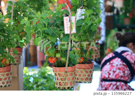 浅草ほおずき市　屋台に並べられるほおずきの鉢 135966227