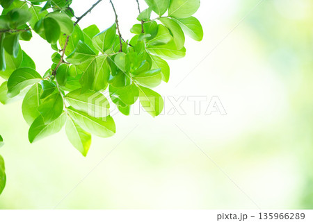 清々しさが漂う新緑の季節 清々しさが漂う新緑の季節 135966289