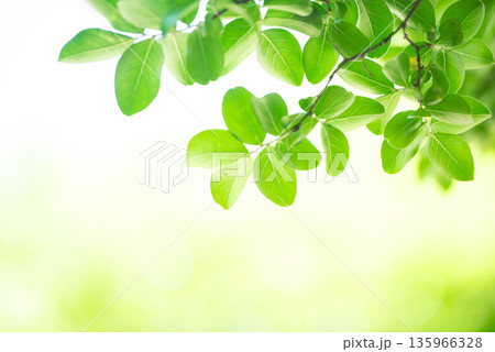 清々しさが漂う新緑の季節 清々しさが漂う新緑の季節 135966328