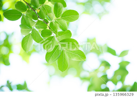 清々しさが漂う新緑の季節 清々しさが漂う新緑の季節 135966329