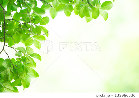 清々しさが漂う新緑の季節 135966330