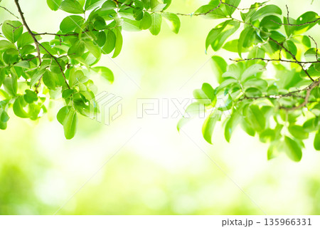 清々しさが漂う新緑の季節 135966331