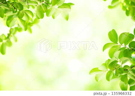 清々しさが漂う新緑の季節 135966332