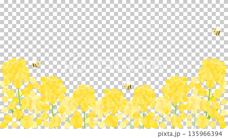 Illustration of a rapeseed flower field with bees flying 16:9 version 135966394