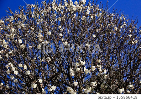青空と丸く剪定された白梅 135966419