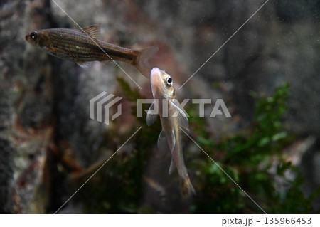 Small freshwater minnow Phoxinus lagowskii swimming underwater near stones and aquatic plants in clear water, natural river habitat, wildlife close up 135966453