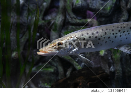 Close up of Amur pike Esox reichertii head in aquarium water. Predatory freshwater fish with sharp teeth and elongated snout. 135966454