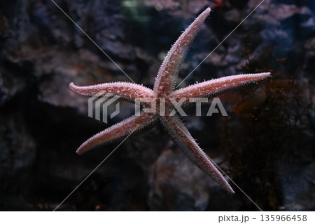 Close view of Distolasterias prickly sea star attached to aquarium glass, showing inner surface and tube feet with detailed texture and marine biology focus. 135966458
