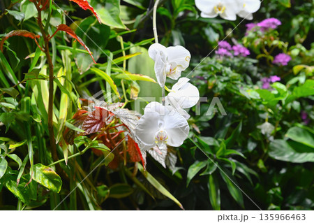 Phalaenopsis amabilis white orchid flowers blooming among green foliage in tropical garden. Elegant moth orchid inflorescence close up. Phalaenopsis amabilis white orchid flowers blooming among green foliage in tropical garden. Elegant moth orchid inflorescence close up. 135966463