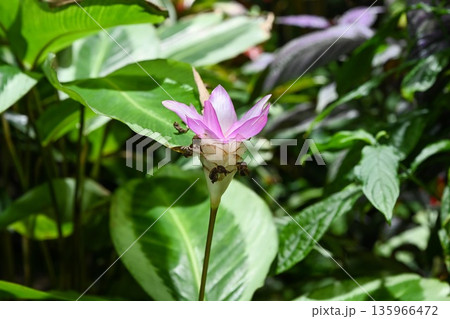 Pink Goeppertia loeseneri flower with delicate petals tropical ornamental plant close up botanical detail soft natural light 135966472