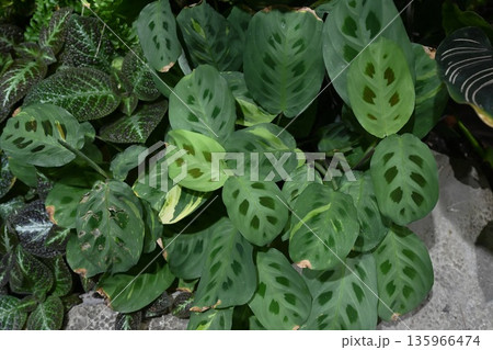 Maranta plant top view with many patterned leaves. Tropical prayer plant foliage forming dense green texture indoors. 135966474