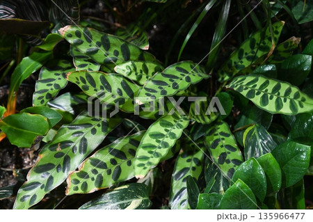 Calathea lancifolia plant with long narrow wavy leaves and dark spots. Tropical ornamental foliage close up indoors. 135966477