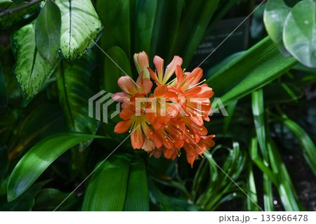Clivia miniata orange flowers blooming above dark green strap leaves. Tropical ornamental houseplant inflorescence close up. 135966478