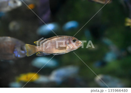 Bright Tropheops aurora African cichlid swimming in freshwater aquarium among rocks colorful endemic Lake Malawi fish popular in aquaristics 135966480