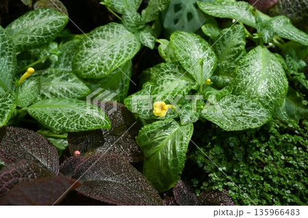 Tropical terrarium plants with Episcia yellow flower Fittonia and Maranta foliage forming dense colorful ground cover in humid indoor garden setting Tropical terrarium plants with Episcia yellow flower Fittonia and Maranta foliage forming dense colorful ground cover in humid indoor garden setting 135966483