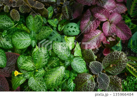 Colorful tropical foliage plants fittonia maranta and episcia growing together in humid garden display with textured leaves and vibrant patterns 135966484