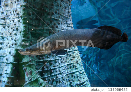 Arapaima gigas swimming underwater in aquarium large Amazon freshwater fish in full body view showing elongated form and natural scales Arapaima gigas swimming underwater in aquarium large Amazon freshwater fish in full body view showing elongated form and natural scales 135966485