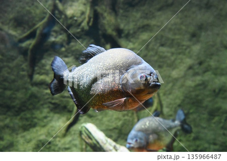 Red bellied piranha Pygocentrus nattereri swimming underwater in freshwater aquarium powerful predatory fish with sharp teeth and strong body 135966487
