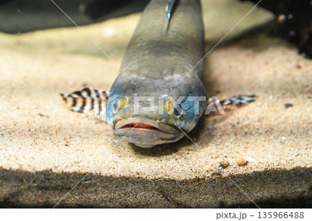 Front view close up of peacock snakehead fish head and fins visible facing camera showing intense eyes texture and ornamental pattern in aquarium 135966488