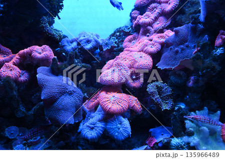 Colorful marine aquarium scene with mushroom corals discosoma forming textured underwater background and copy space suitable for design nature theme and aquatic backdrop 135966489