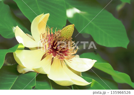 ホオノキの花 ホオノキの花 135966526
