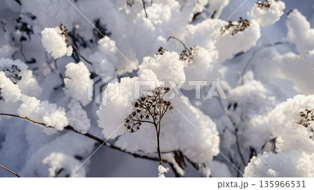 Dried flower stalks capped with thick fluffy snow and sparkling ice crystals on a sunny winter day. Dried flower stalks capped with thick fluffy snow and sparkling ice crystals on a sunny winter day. 135966531