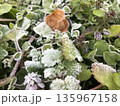草に霜が降りる 1 135967158