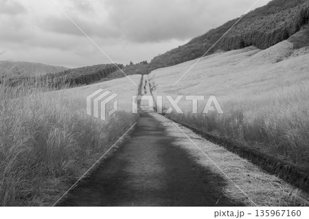 仙石原のすすき野、赤外線写真、白黒 135967160