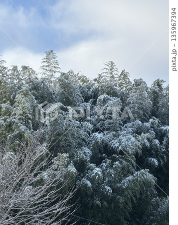 雪化粧した竹薮 135967394
