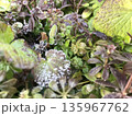 草に霜が降りる 2 135967762
