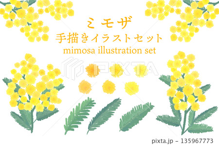 ミモザの水彩風手描きイラストセット ミモザの水彩風手描きイラストセット 135967773