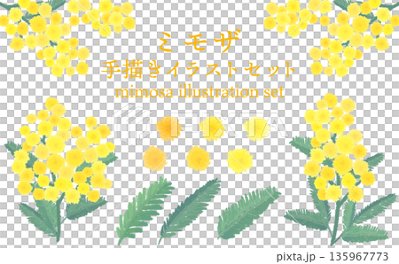 含羞草水彩手繪插畫套裝 含羞草水彩手繪插畫套裝 135967773