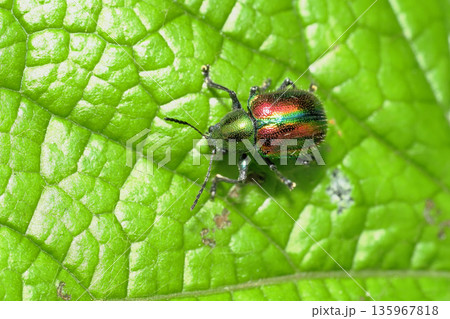 アカガネサルハムシ 135967818