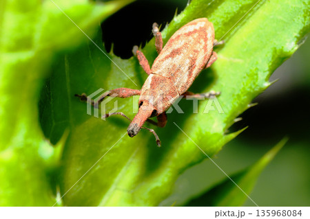 ハスジカツオゾウムシ 135968084