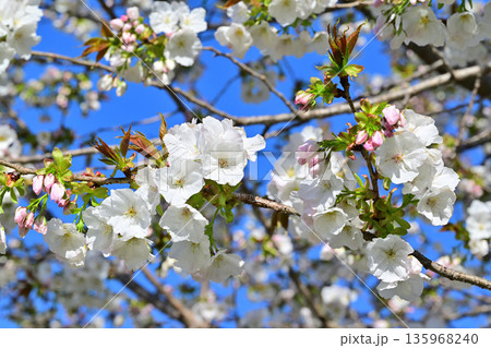 白花 太白 青空の中満開の赤城南面の桜 白花 太白 青空の中満開の赤城南面の桜 135968240