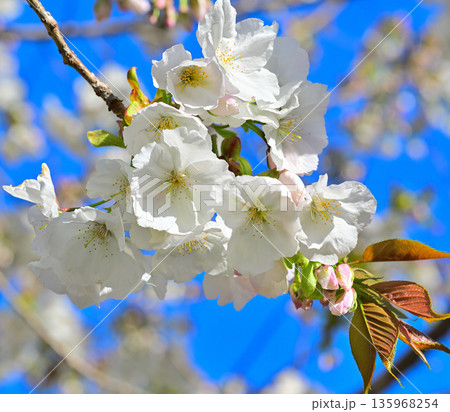 白花 太白 青空の中満開の赤城南面の桜 白花 太白 青空の中満開の赤城南面の桜 135968254