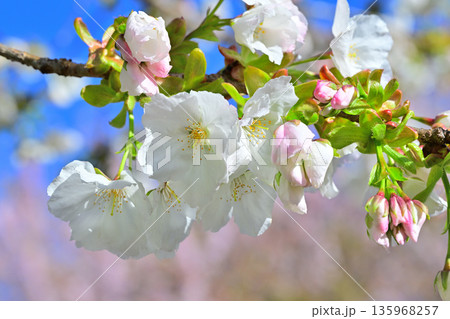 白花　太白　青空の中満開の赤城南面の桜　　　 135968257