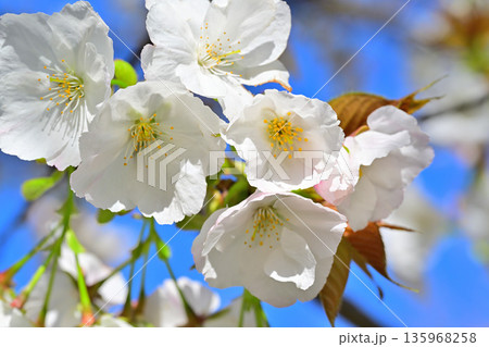 白花 太白 青空の中満開の赤城南面の桜 白花 太白 青空の中満開の赤城南面の桜 135968258