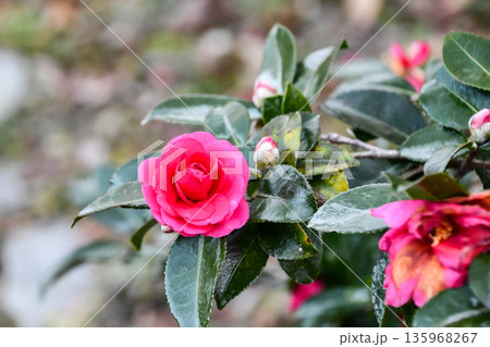 寒椿 Kan-tsubaki camellia 寒椿 Kan-tsubaki camellia 135968267