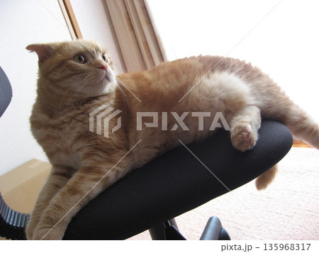 椅子に乗る猫 椅子に乗る猫 135968317