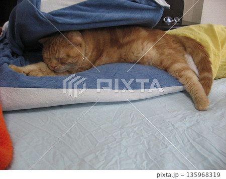 挟まって熟睡する猫 135968319