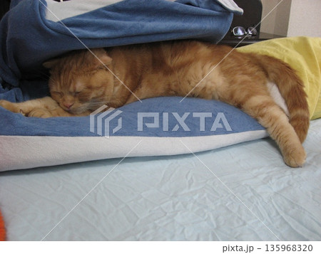 バーガー猫 バーガー猫 135968320