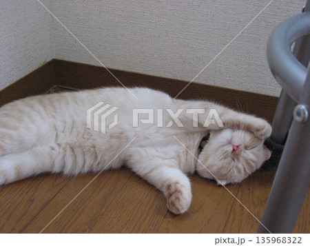 腹丸出しで眠る子猫 腹丸出しで眠る子猫 135968322