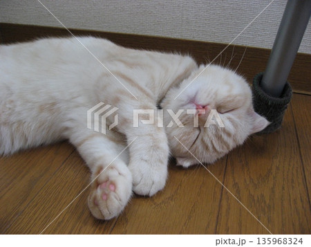 熟睡中の子猫 135968324