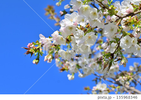 白花　太白　青空の中満開の赤城南面の桜　　　 135968346