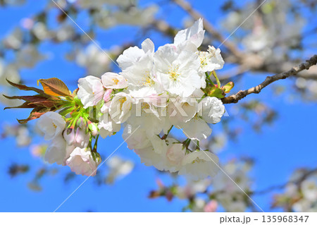 白花　太白　青空の中満開の赤城南面の桜　　　 135968347