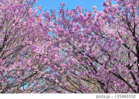 青空の中満開の赤城南面の桜 八重桜咲 青空の中満開の赤城南面の桜 八重桜咲 135968350
