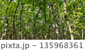 Beautiful green oak forest. Oak trees park in a sunny day. 135968361